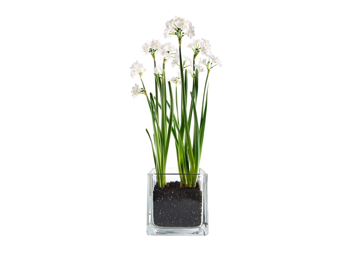 Paperwhites Winter Garden Gift Set