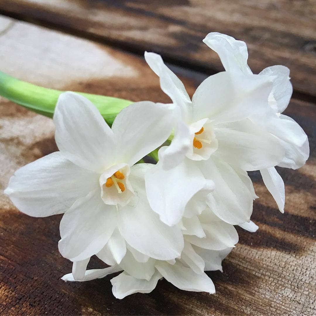 Paperwhites Winter Garden Gift Set