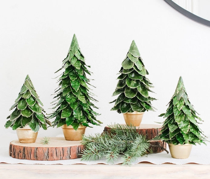 Potted Butterfly Leaf Cone Trees