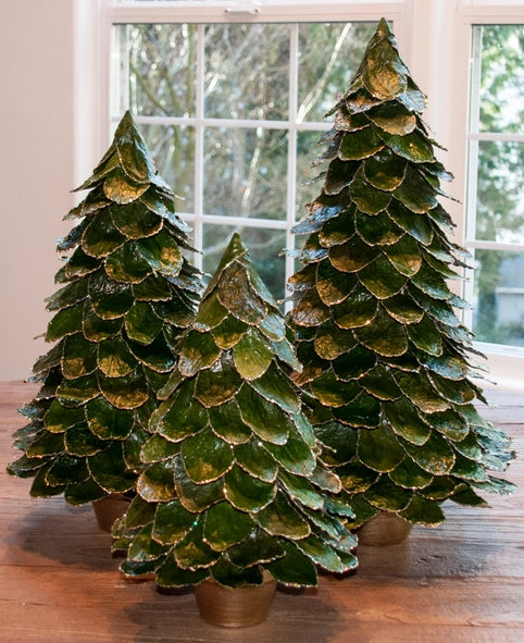 Potted Butterfly Leaf Cone Trees