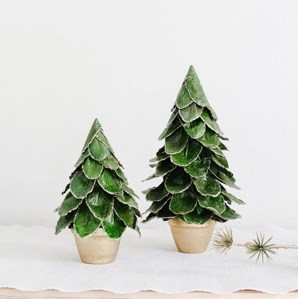 Potted Butterfly Leaf Cone Trees